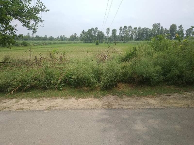 Agricultural Land 30 Bigha for Sale in Milak, Rampur