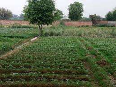 Agricultural Land 300 Marla for Sale in Dhaneta, Hamirpur