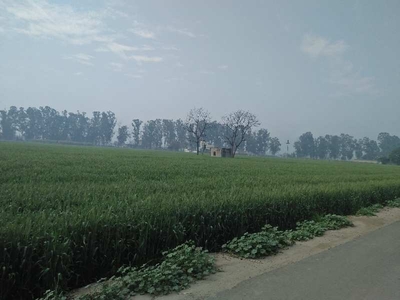 Agricultural Land 32 Acre for Sale in Banga, Shahid Bhagat Singh Nagar