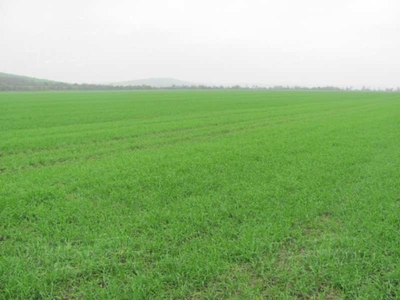Agricultural Land 35 Bigha for Sale in Chikani, Alwar