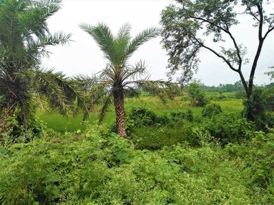 Agricultural Land 35 Bigha for Sale in Diamond Harbour, South 24 Parganas