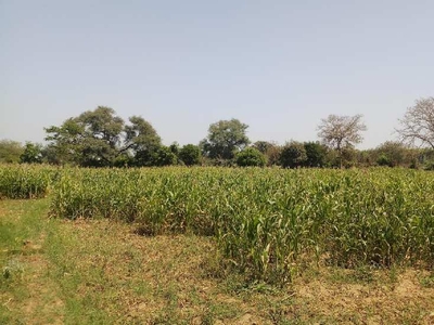 Agricultural Land 36 Guntha for Sale in Borsad, Anand