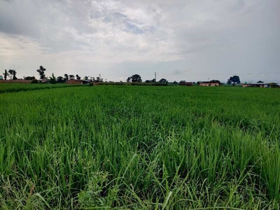 Agricultural Land 38 Bigha for Sale in