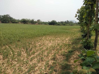Agricultural Land 4 Acre for Sale in Gurla, Vizianagaram