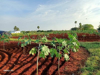 Agricultural Land 4 Acre for Sale in Keerambur, Namakkal