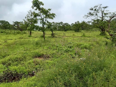 Agricultural Land 4 Acre for Sale in Tala, Raigad