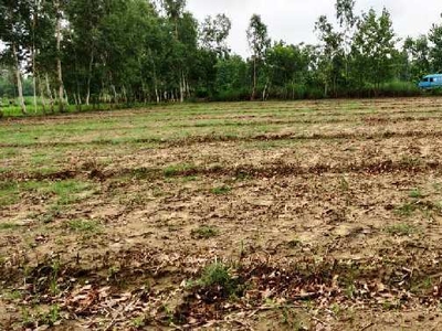 Agricultural Land 4 Bigha for Sale in Aonla, Bareilly