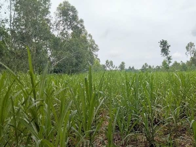 Agricultural Land 4 Bigha for Sale in Biharigarh, Dehradun