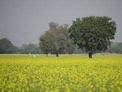 Agricultural Land 4 Bigha for Sale in Tala, Jaipur