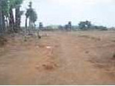 Agricultural Land 42 Ares for Sale in Pedapadu, Srikakulam