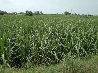 Agricultural Land 432000 Sq.ft. for Sale in Meerut Highway ( Kabraut) Shamli