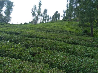 Agricultural Land 45 Cent for Sale in Ketti, Ooty