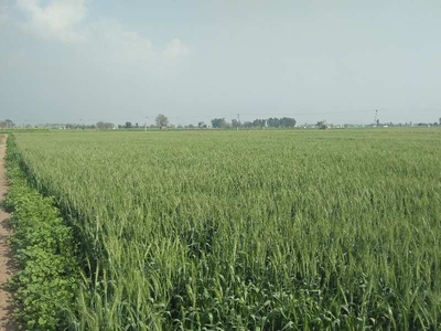 Agricultural Land 5 Acre for Sale in Banga, Shahid Bhagat Singh Nagar