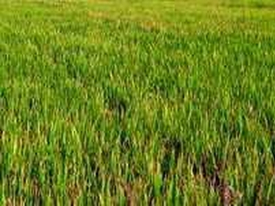 Agricultural Land 5 Acre for Sale in Bhulath, Kapurthala