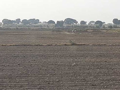 Agricultural Land 5 Acre for Sale in Kulana, Jhajjar