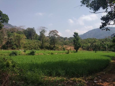 Agricultural Land 5 Acre for Sale in Kundapura, Udupi