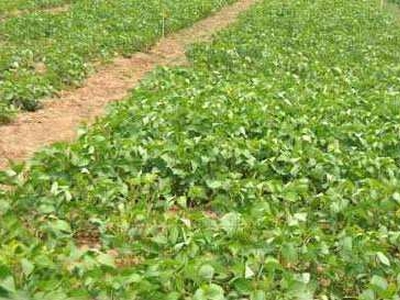 Agricultural Land 5 Acre for Sale in Podalakur Road, Nellore