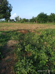 Agricultural Land 5 Bigha for Sale in Kapadvanj, Kheda