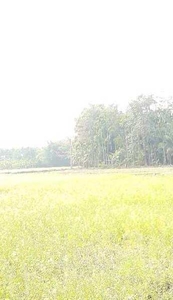 Agricultural Land 5 Bigha for Sale in Rangia, Kamrup
