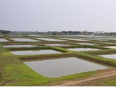 Agricultural Land 50 Ares for Sale in Dashapalla, Nayagarh