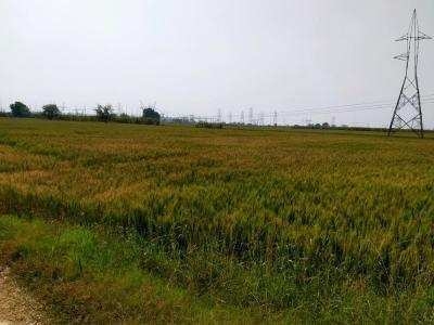 Agricultural Land 51 Bigha for Sale in Khair, Aligarh