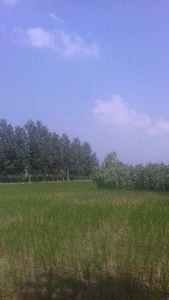 Agricultural Land 52 Bigha for Sale in Aonla, Bareilly