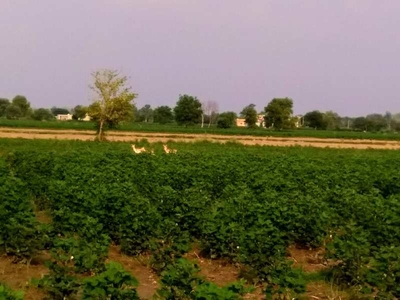 Agricultural Land 540 Bigha for Sale in Nalsarover, Ahmedabad