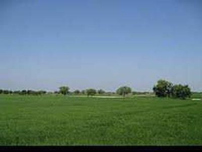 Agricultural Land 5400 Sq. Yards for Sale in Jhajjar Jhajjar