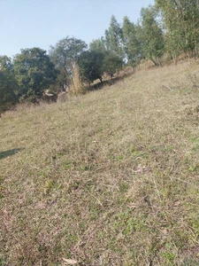 Agricultural Land 56 Acre for Sale in 56 acre Hoshiarpur