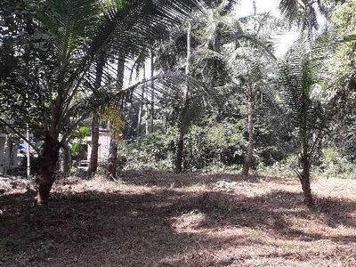 Agricultural Land 5600 Sq.ft. for Sale in Thalassery, Kannur