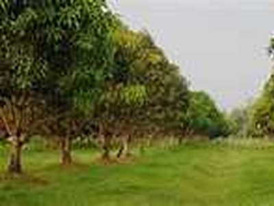 Agricultural Land 6 Acre for Sale in Amangal, Rangareddy