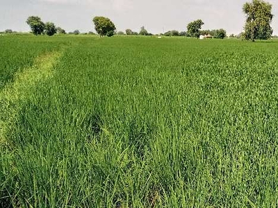Agricultural Land 6 Acre for Sale in Ballabhgarh, Faridabad