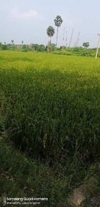 Agricultural Land 6 Acre for Sale in Ponnamaravathi, Pudukkottai