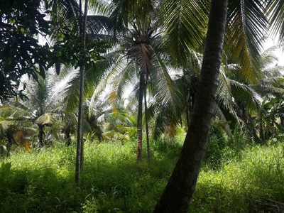 Agricultural Land 6 Acre for Sale in Ponnani, Malappuram