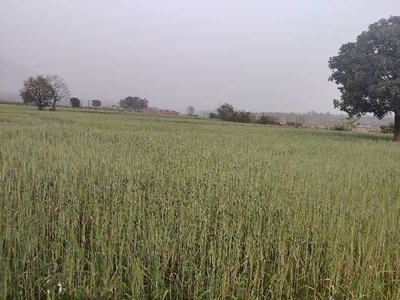 Agricultural Land 6 Bigha for Sale in Vikas Nagar, Dehradun