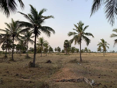Agricultural Land 65 Acre for Sale in Sethubavachatram, Thanjavur