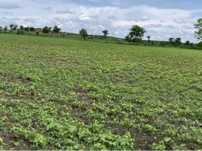 Agricultural Land 7 Acre for Sale in Teosa, Amravati