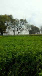 Agricultural Land 7 Bigha for Sale in Deoband, Saharanpur