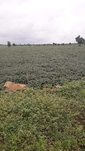 Agricultural Land 8 Acre for Sale in Khajuri Sadak, Bhopal