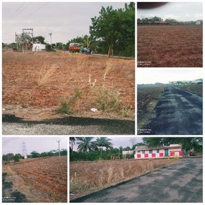 Agricultural Land 8 Acre for Sale in Palladam, Tirupur