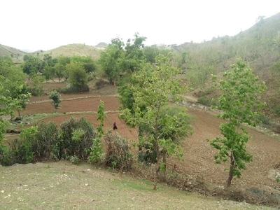Agricultural Land 80 Bigha for Sale in