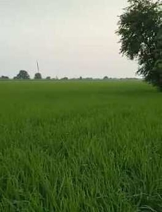 Agricultural Land 9 Acre for Sale in Jalalabad, Fazilka