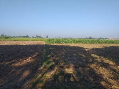 Agricultural Land 9 Bigha for Sale in Chandigarh Road, Rajpura