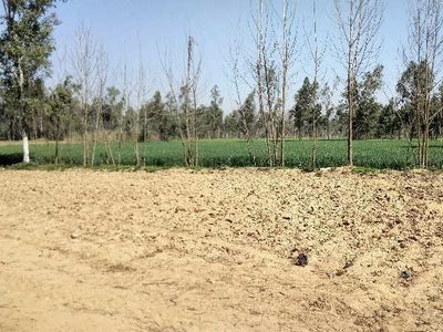 Agricultural Land 9 Bigha for Sale in Chhutmalpur, Saharanpur
