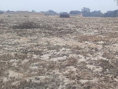 Agricultural Land 9 Bigha for Sale in Hanumangarh Junction