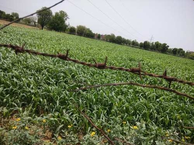 Agricultural Land 92 Bigha for Sale in
