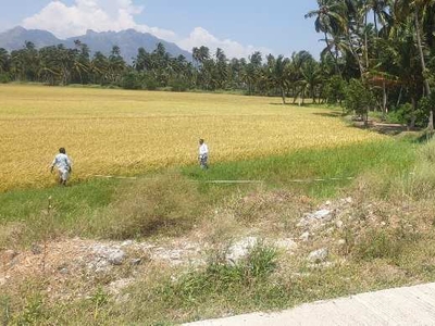 Commercial Land 4 Cent for Sale in Suchindram, Kanyakumari