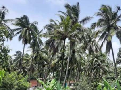 Residential Plot 1390 Sq. Meter for Sale in Siolim, Bardez, Goa