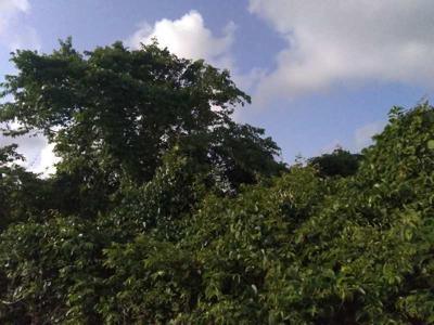 Agricultural Land 1 Acre for Sale in Pawas, Ratnagiri
