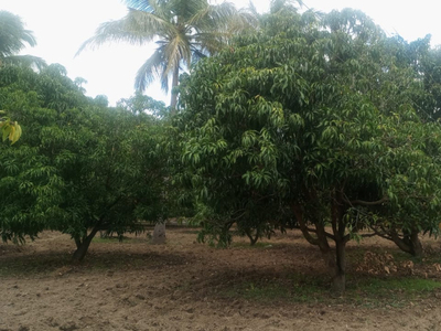 Agricultural Land 10 Acre for Sale in Hosur Taluk, Krishnagiri